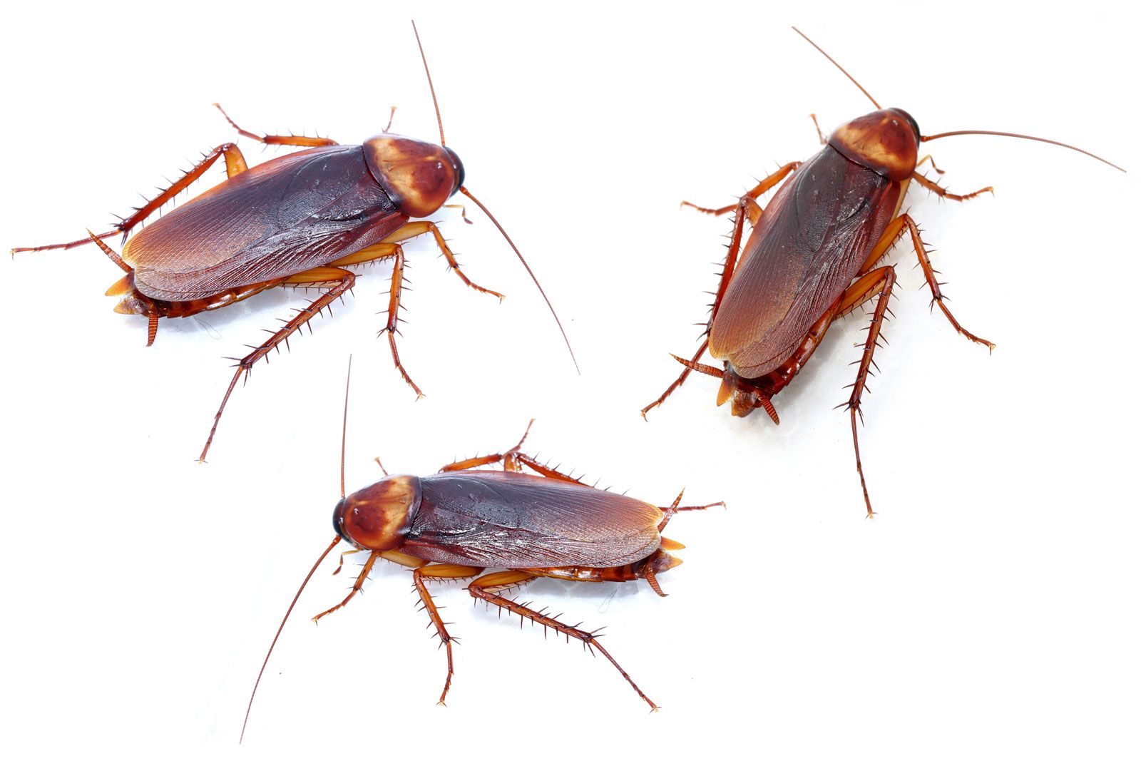 Cockroach problem